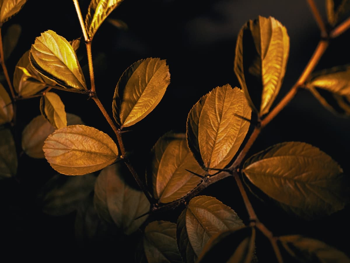Immune / Adaptogen family banner